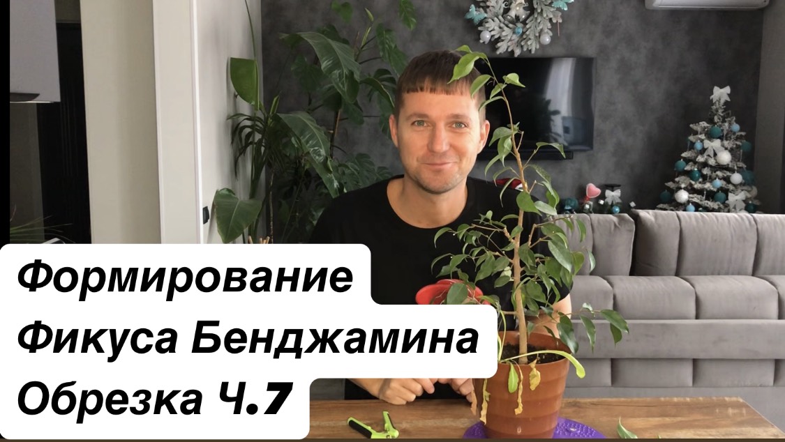 Формирование Фикуса Бенджамина Ч.7