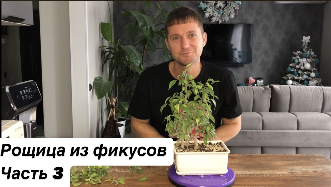 Рощица из фикусов Бонсай Часть 3