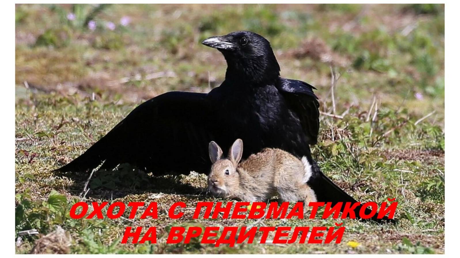 Охота с пневматикой на вредителей  Ворона, грач.