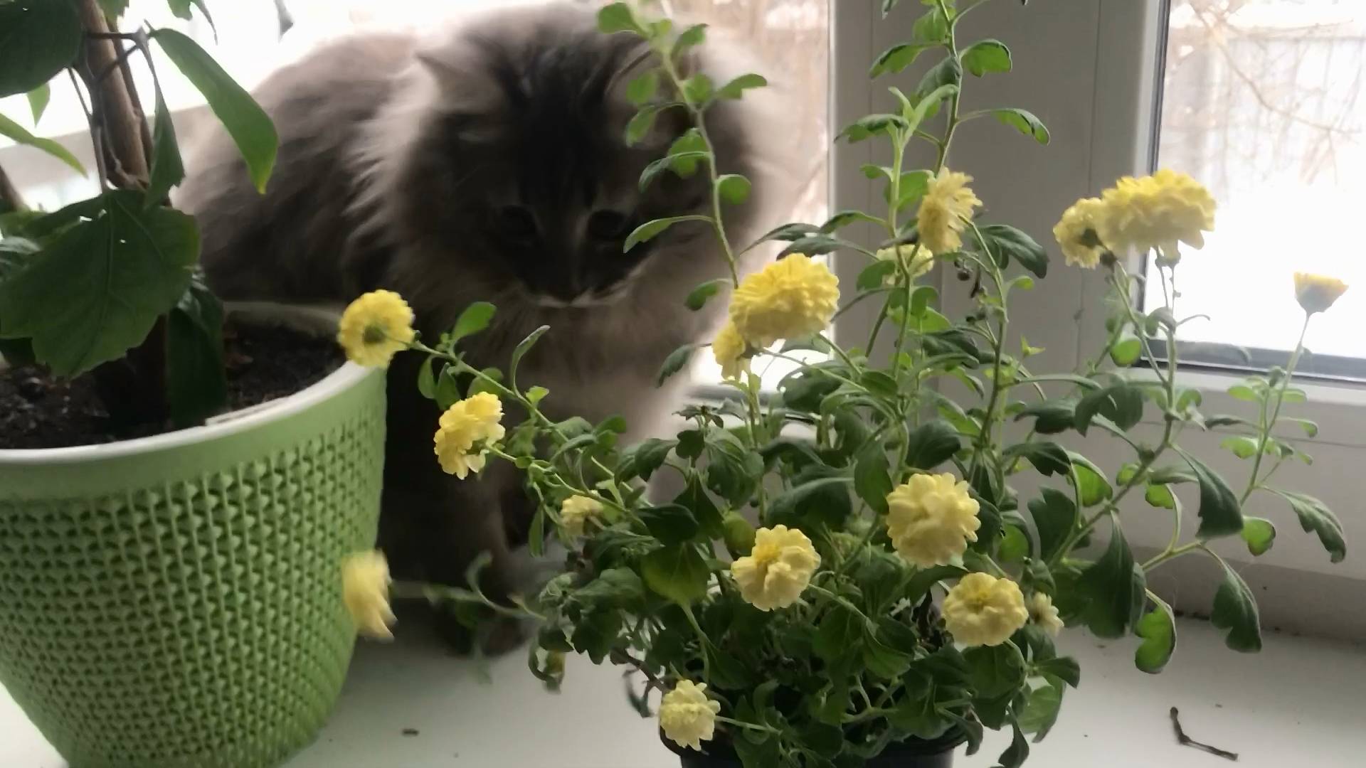 Комнатные цветы на восточном подоконнике где хозяйничает кот