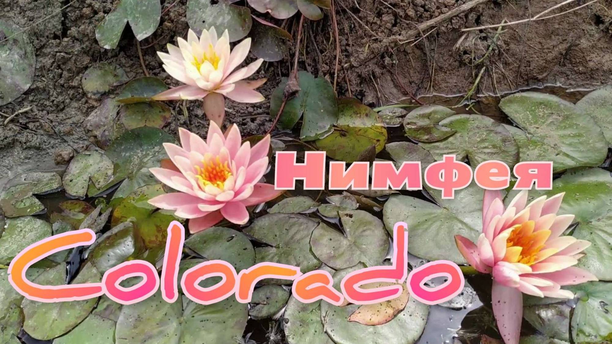 Кувшинка (нимфея) Колорадо. Water lily (nymphaea) Colorado.