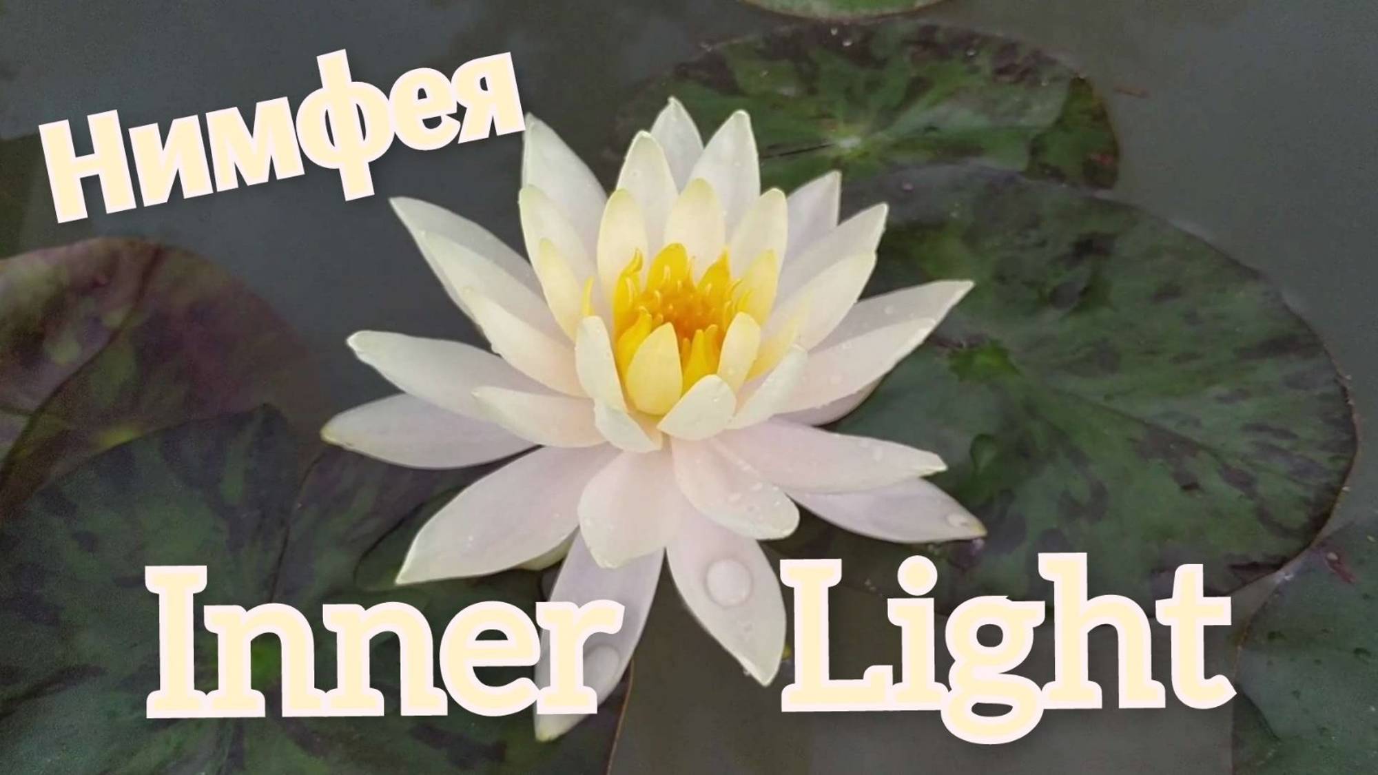 Кувшинка (нимфея) Иннер Лайт.   Water lily (Nymphaea) Inner Light