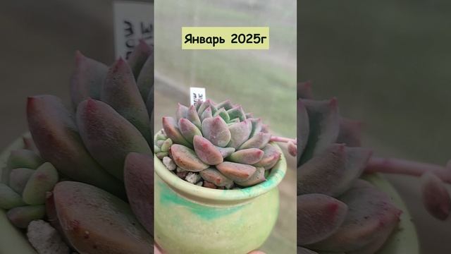 Как изменилась эхеверия Сноу Мелани за полгода?