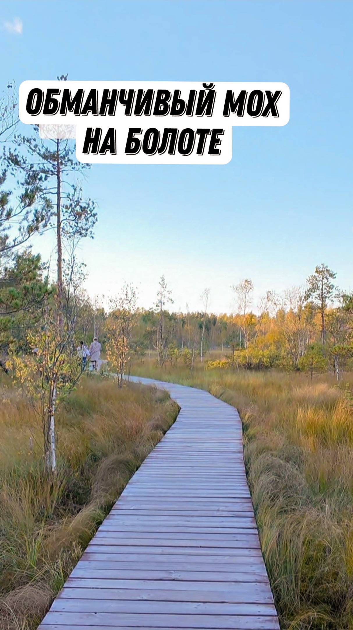 Мох сфагнум. Болото.