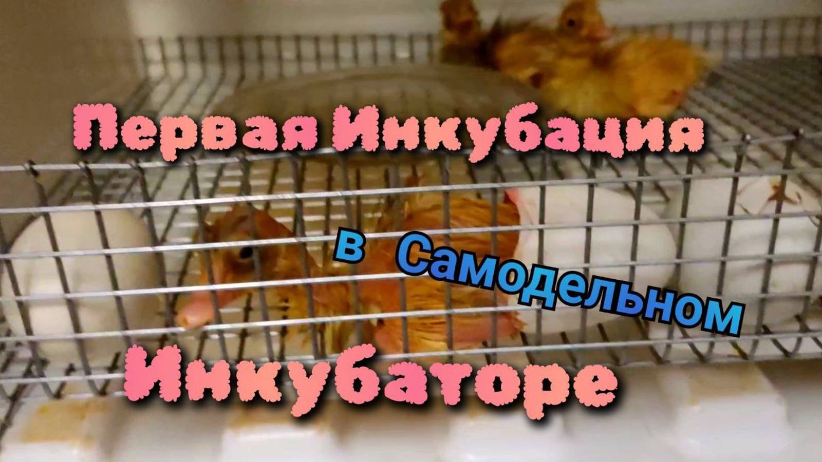 Первая Инкубация в Самодельном Инкубаторе