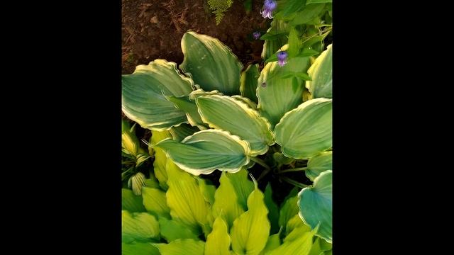 хоста SULTANS OF SWING (СУЛТАН ОФ СВИНГ) Качели Султана