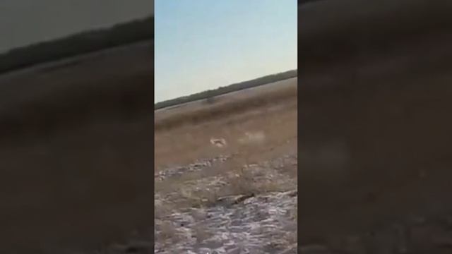 Меткий выстрел по зайцу. #shorts