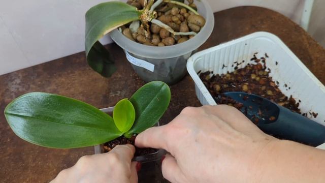 19.01.25.Отделяю детку Орхидеи Лиодоро.