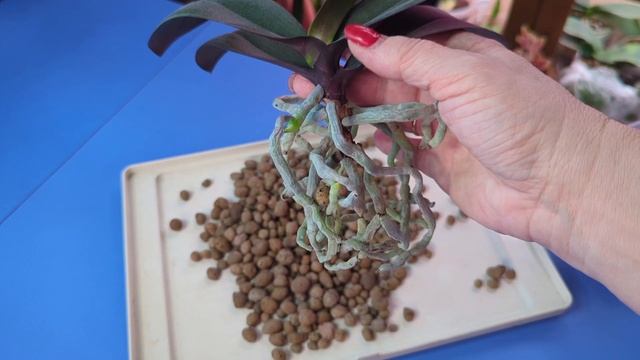 18.01.25.Орхидея Лас Вегас ..пересадка