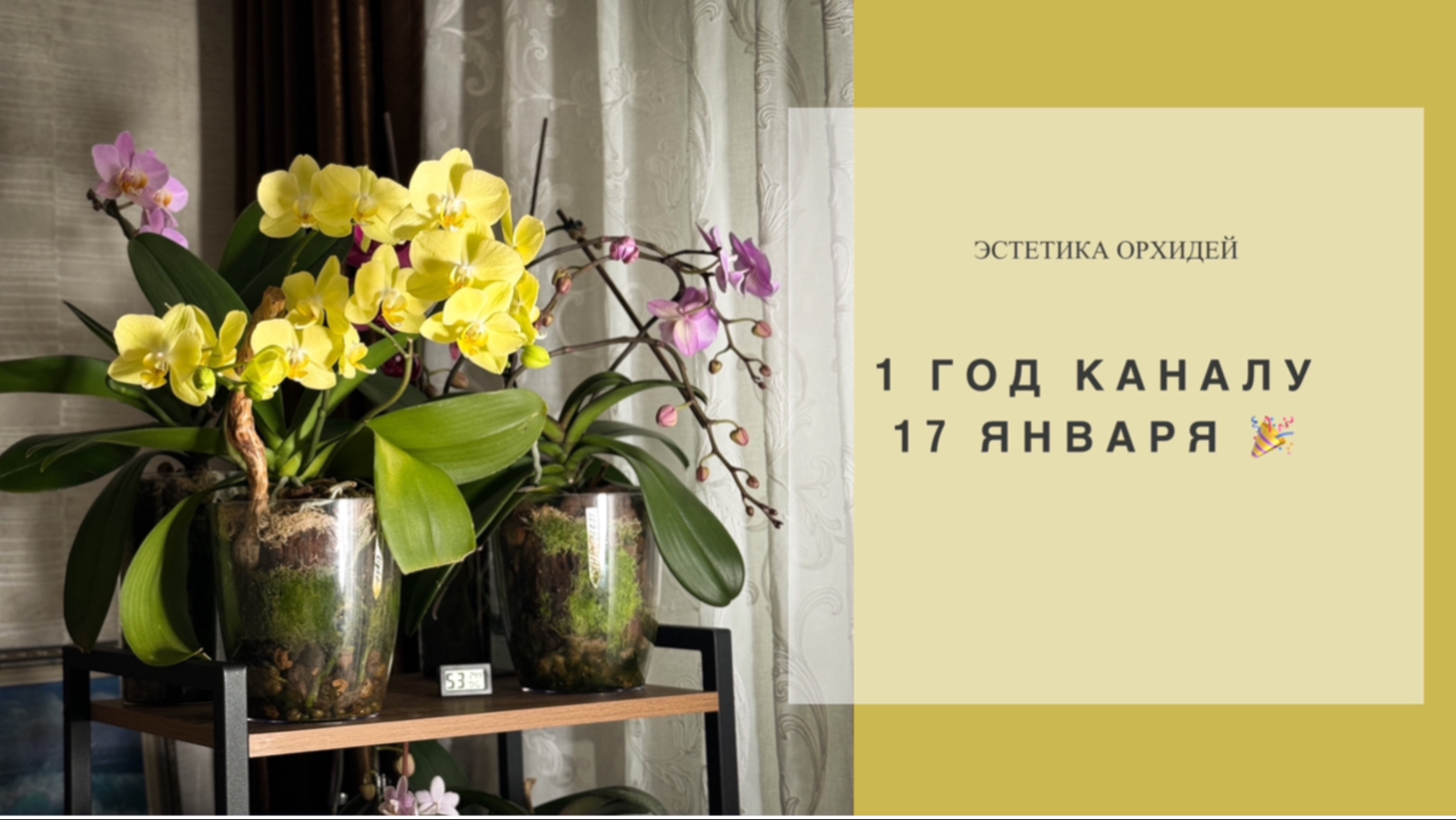 Ровно год назад, я начала вести канал🎉Эстетика орхидей