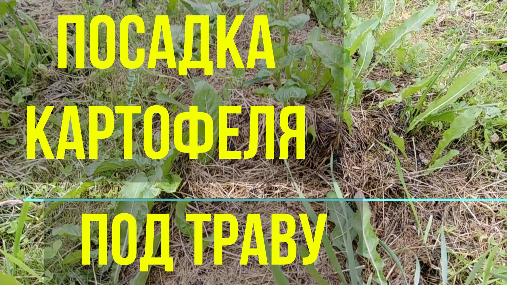 Посадка картошки под траву для ленивых