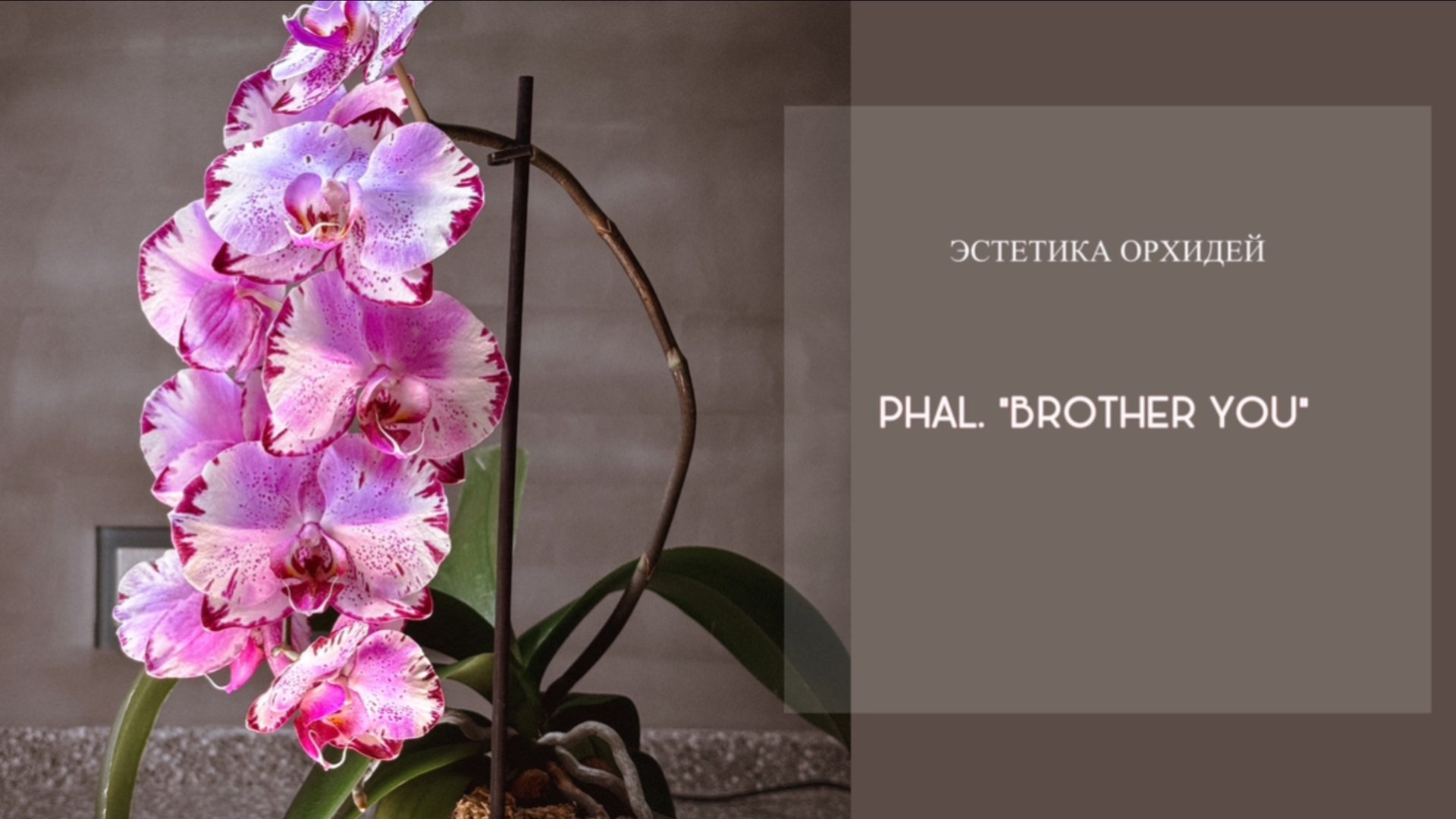 Phal. Brother you