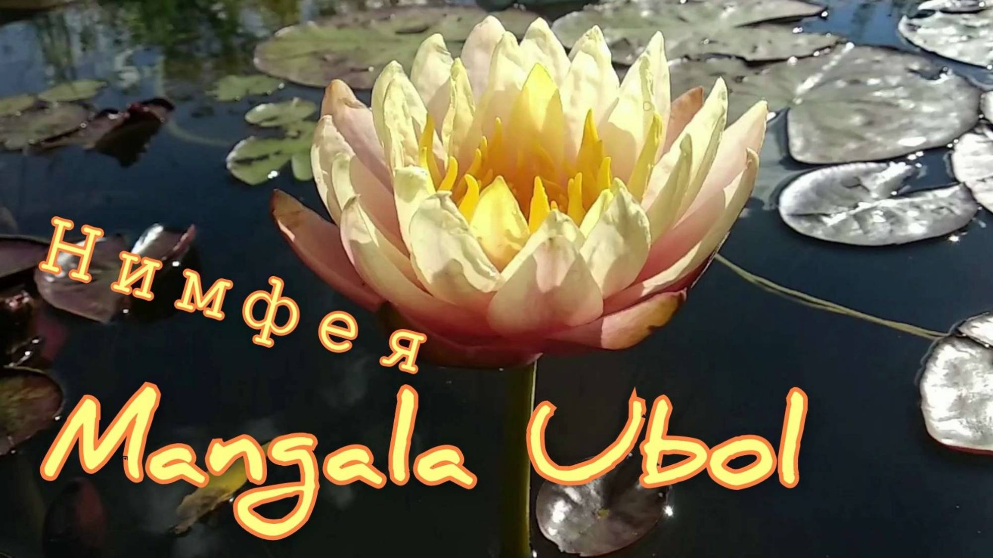 Кувшинка (нимфея) Мангала Убол. Water lily (nymphaea) Mangala Ubol.