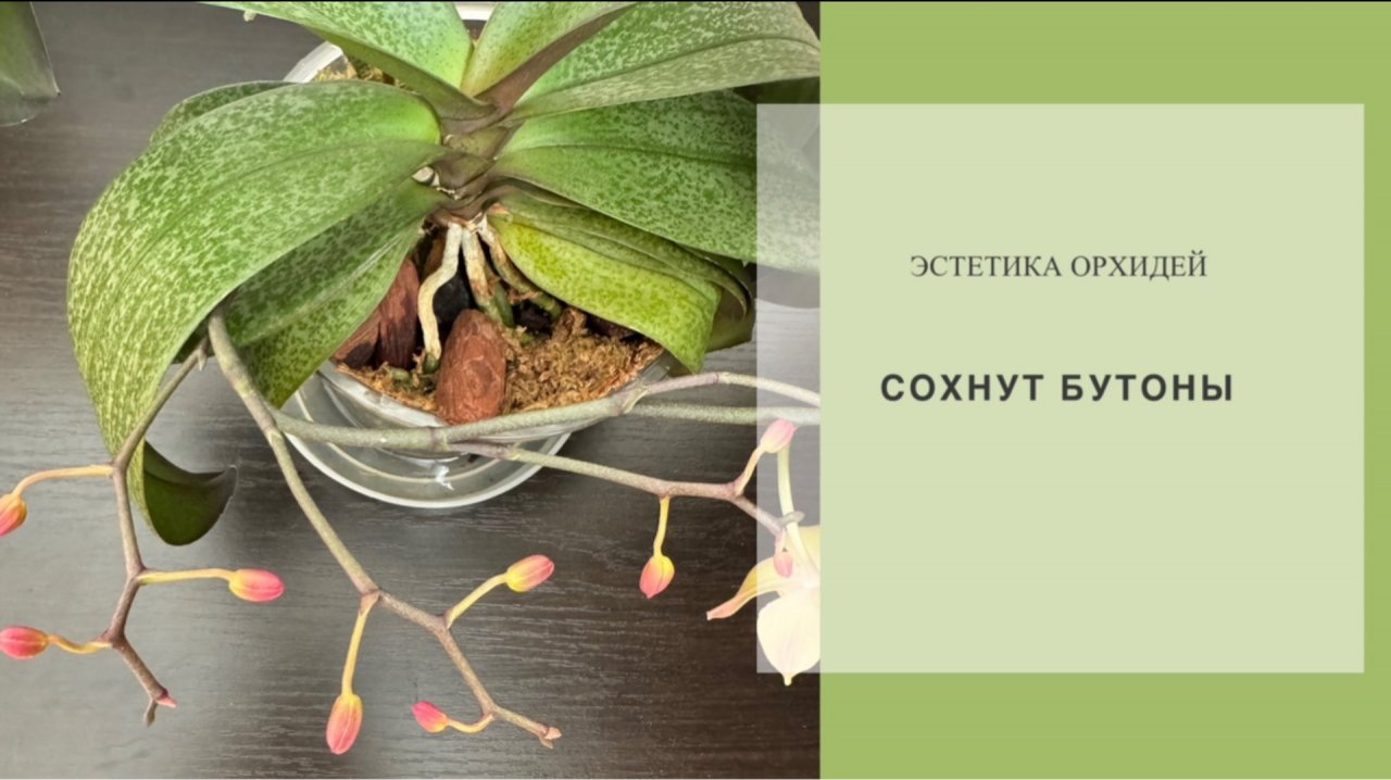 Орхидеи сушат бутоны. Орхо-разговоры