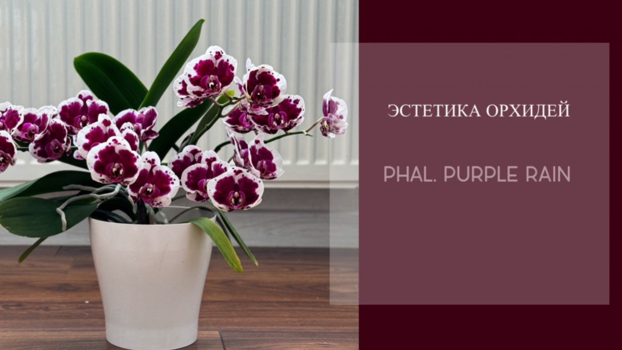 Восхищение цветению  Phal. Пурпурный дождь