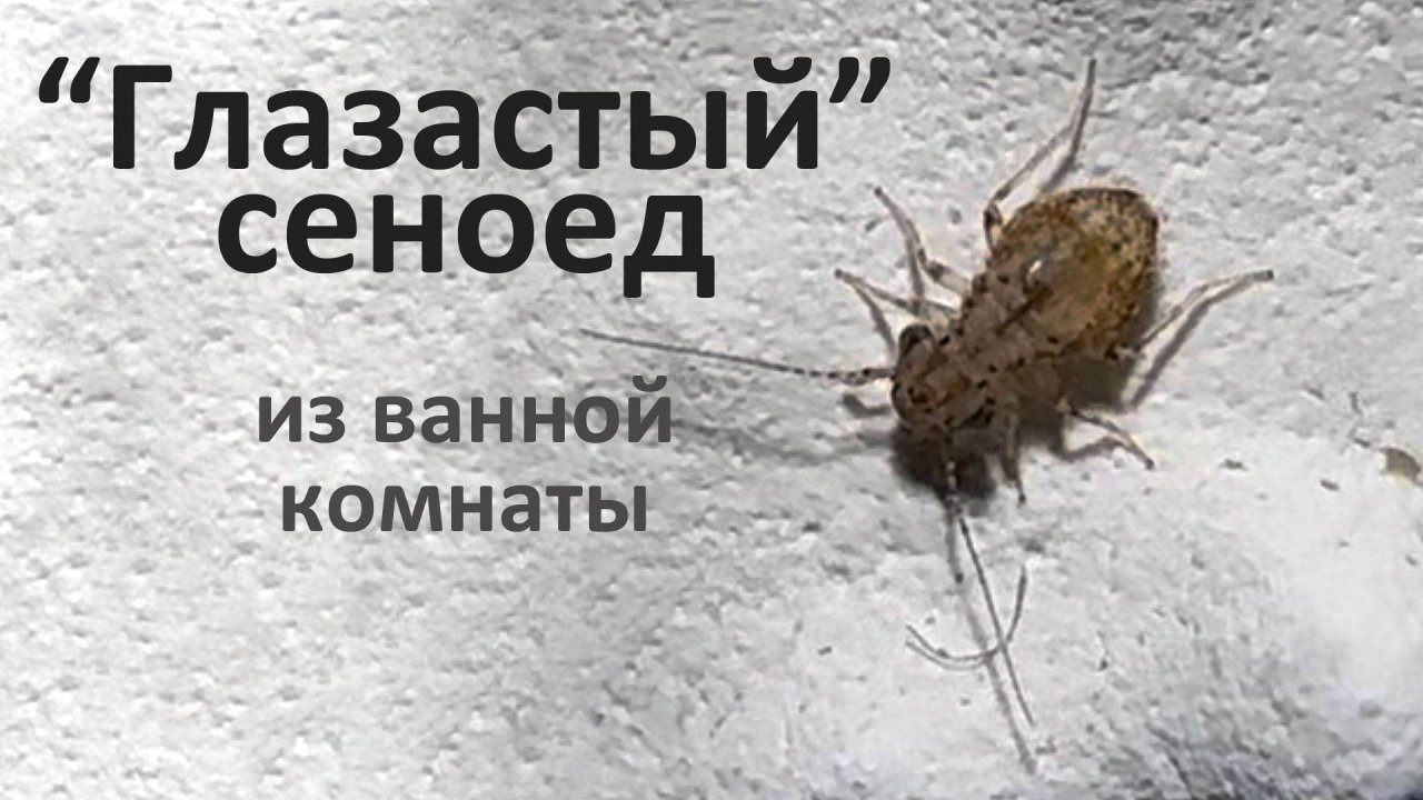 Cerobasis guestfalica – сеноед из ванной комнаты, которого выдают его огромные глаза