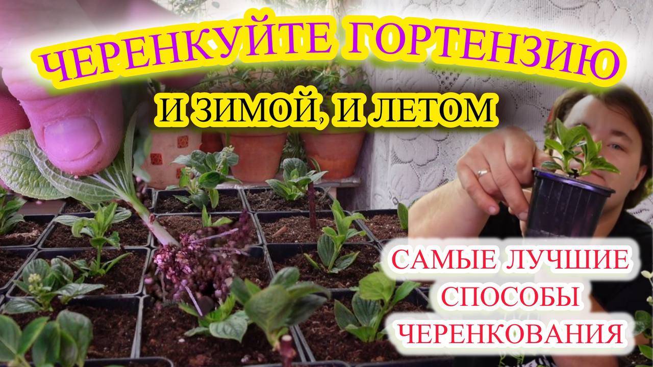 КАК ЧЕРЕНКОВАТЬ ГОРТЕНЗИЮ, если обрезка осенью или ранней весной?
