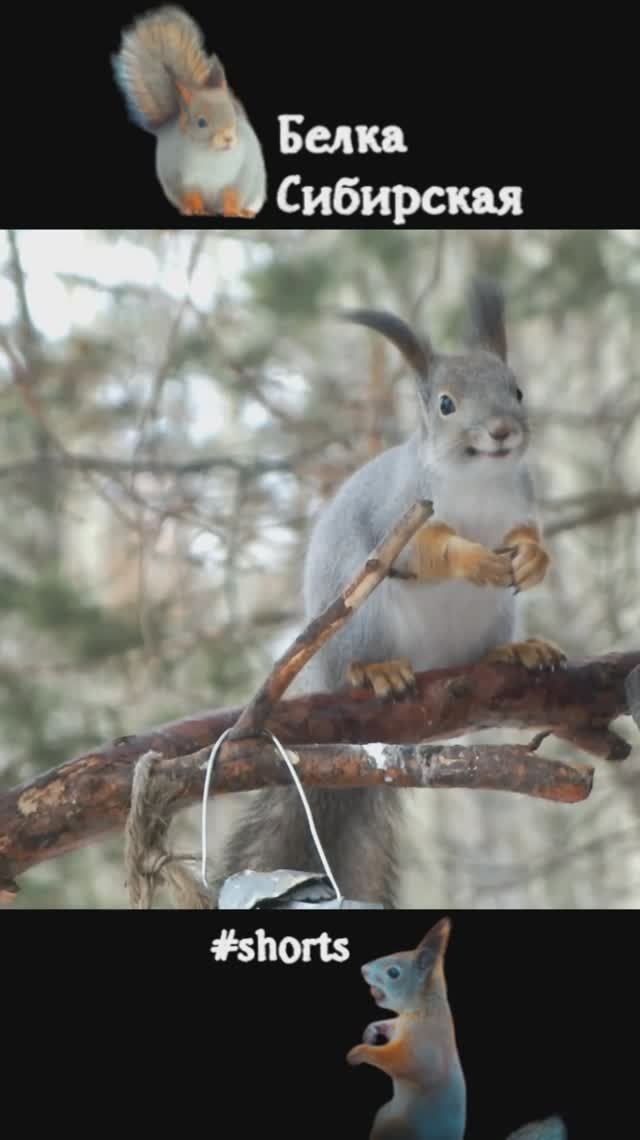 У белки цепкие лапки