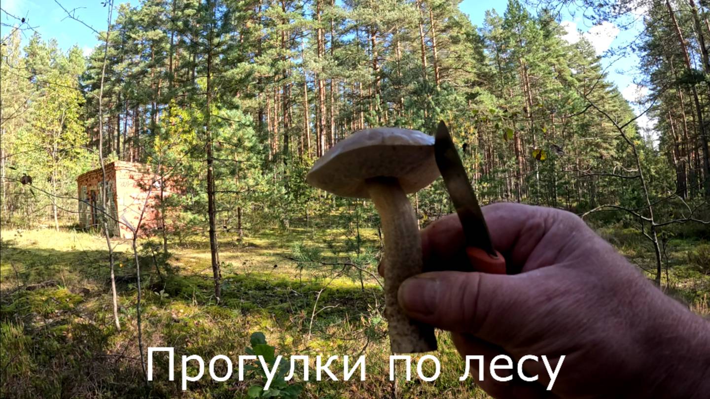 3 октября 2024  Прогулка по лесу на велосипеде