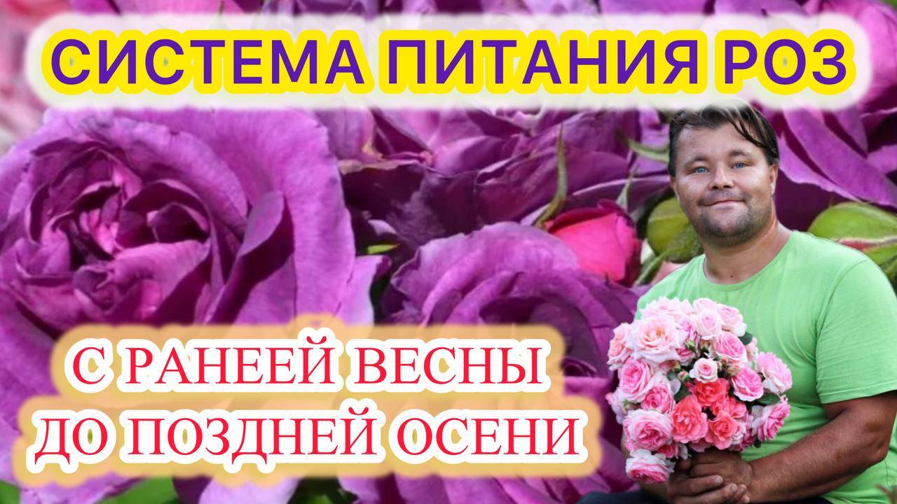 Какие удобрения и когда нужно использовать для подкормки роз с ранней весны до поздней осени
