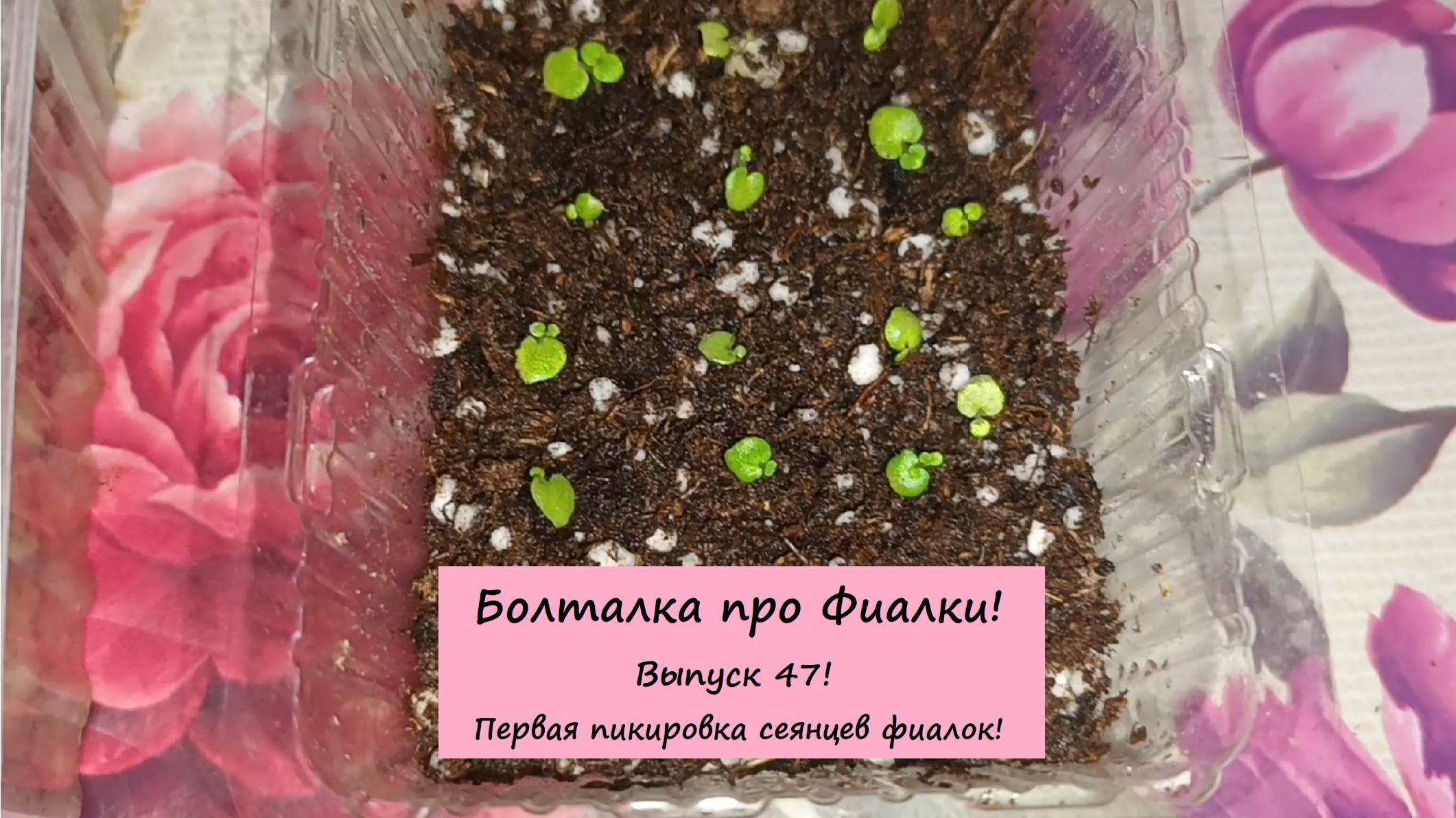 Болталка про Фиалки! Выпуск 47: Первая пикировка сеянцев фиалок!