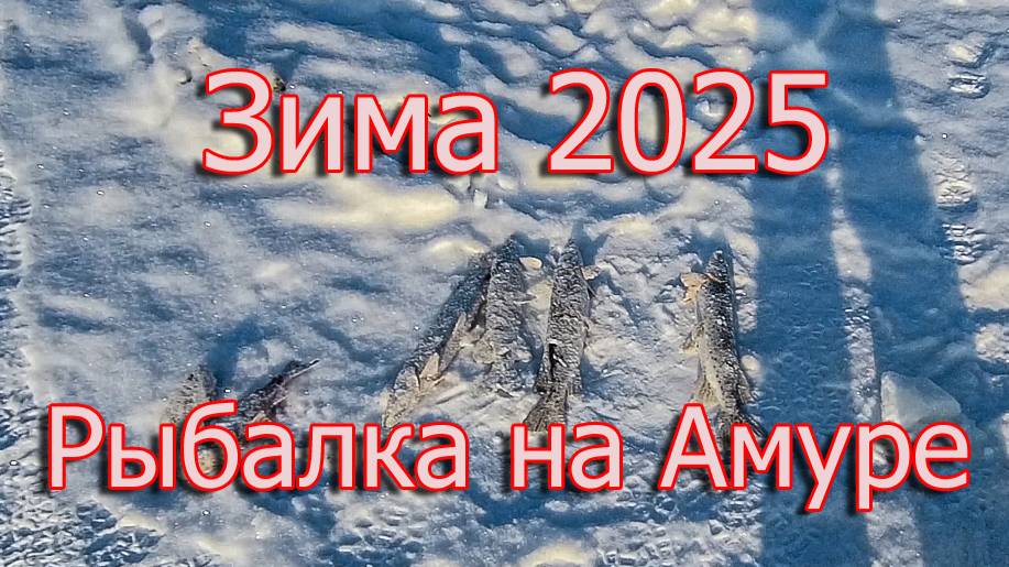 Продолжаем рыбачить на Амуре. Зима 2025 ❄️🌲🐠