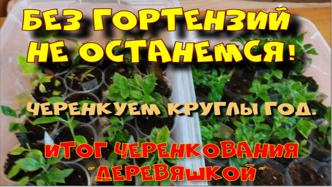 БЕЗ ГОРТЕНЗИЙ НЕ ОСТАНЕМСЯ! ЧЕРЕНКУЮ КРУГЛЫЙ ГОД.
