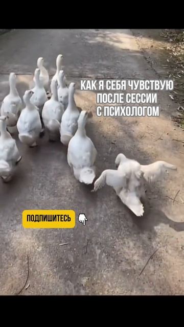 Хотите узнать подробнее? Подписывайтесь🤗 #личностныйрост #юмор #саморазвитие #психология #терапия