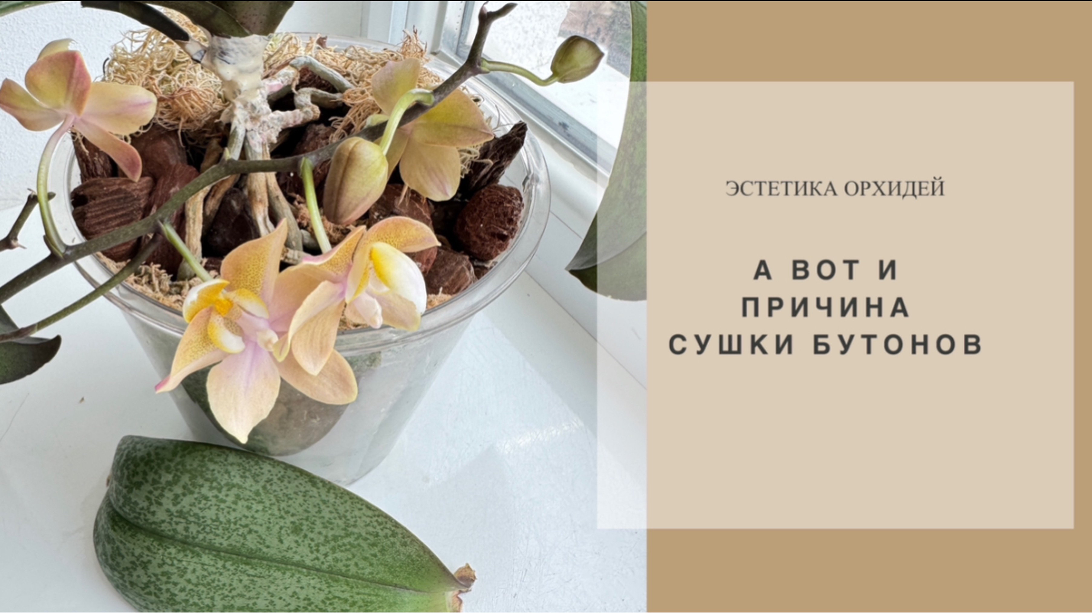 Phal. Valkion один за другим лишается листьев после массовой отсушки бутонов🥺