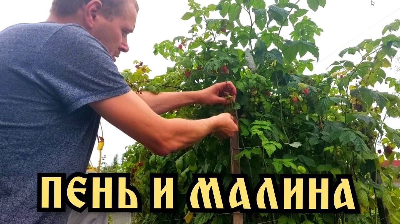 Дожди не прекращаются. Собираю ягоды.