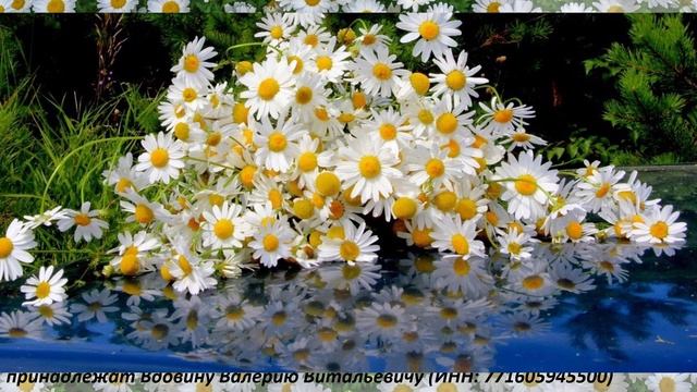 Ромашки (вариация 7)