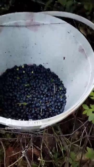 Меня девушки оставили в черничнике одну.#короткиевидео #шорты #черника