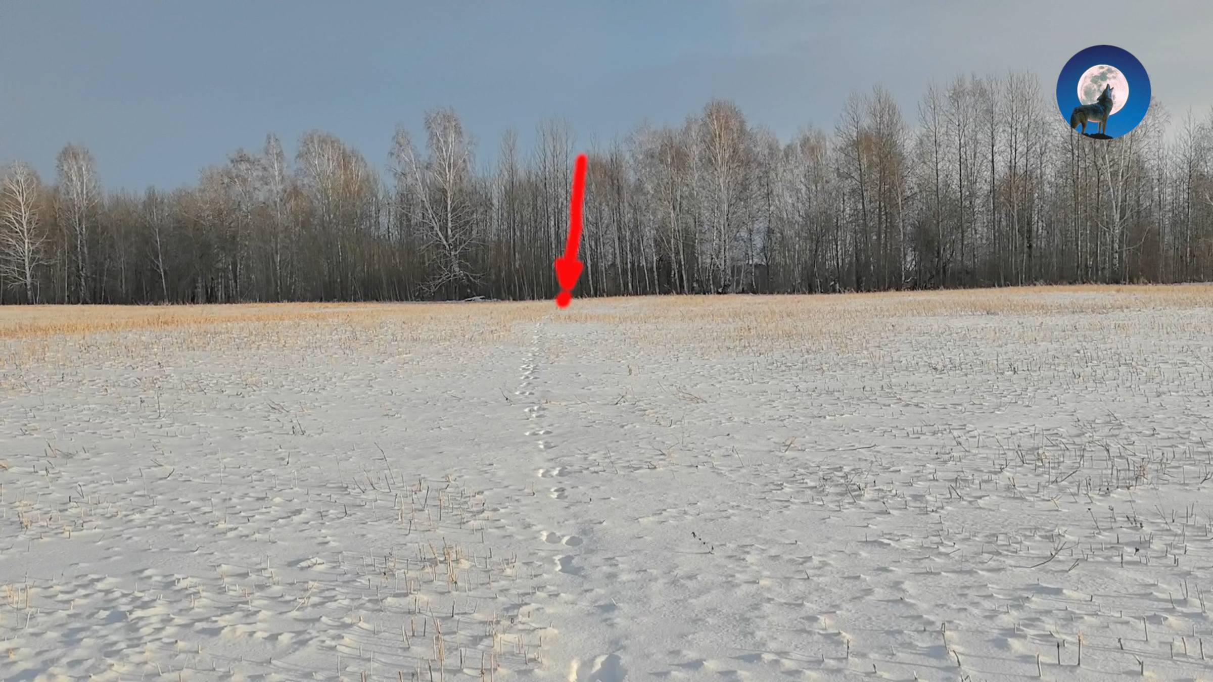 ОХОТА НА ОЗЁРНЫХ ЗАЙЦЕВ ПО ПЕРВОМУ СНЕГУ * НАСТРЕЛЯЛИ ПОЛНЫЙ БАГАЖНИК