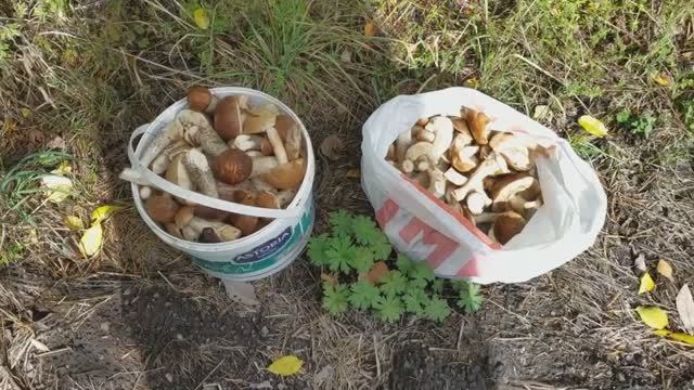 Подберëзовики растут как поганки, целыми кучами, по 12 штук!