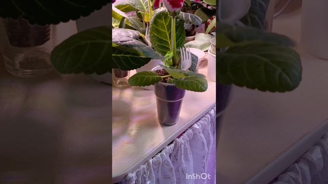 красная поляна из глоксиний 😍❤