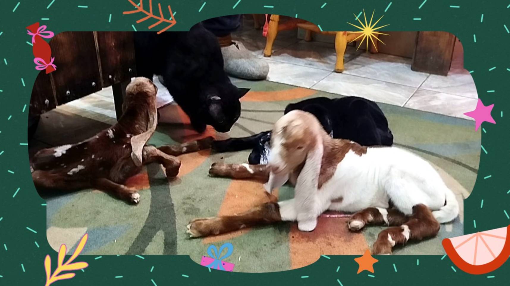 ВЫГУЛИВАЮ КОНТАКТНЫЙ ЗООПАРК