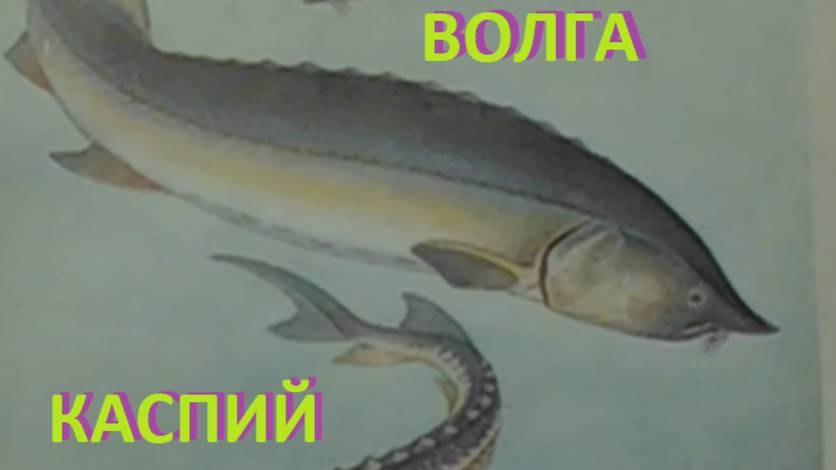 (7)РЫБЫ СССР 1949 Волго-Каспийский бассейн