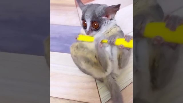 ВИДЕОЗАЛИПАЛКА животные_12