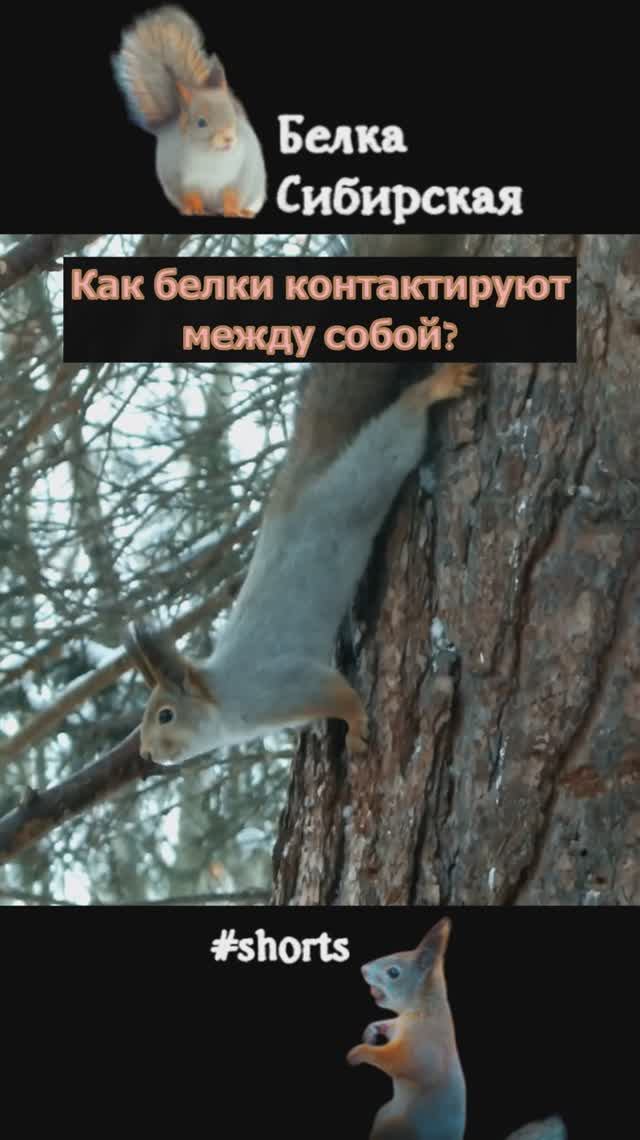Белки и их коммуникация