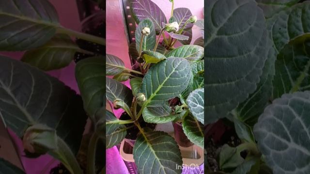 мои глоксинии 😍☺