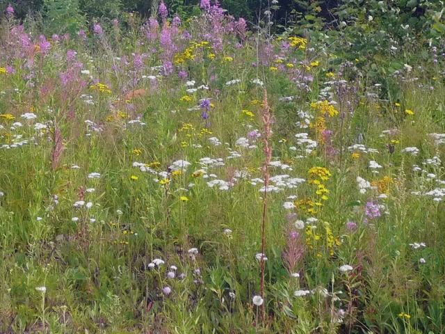 Неочевидные признаки ориентирования. 01 Цветки латука