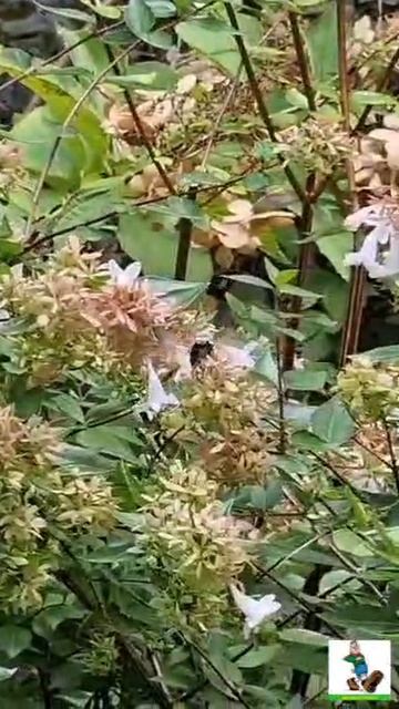 Бабочка Бражник