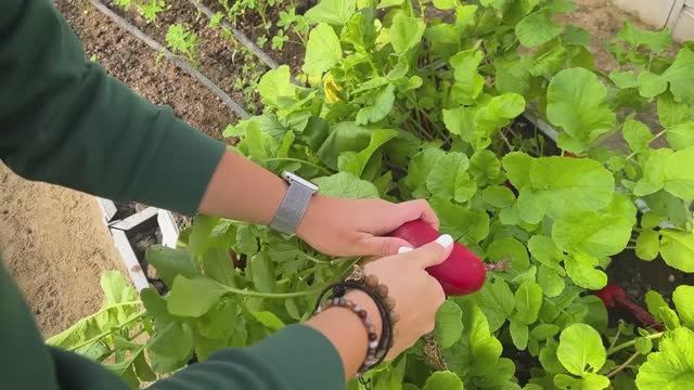 Огород на подоконнике. Черенкуем и готовим семена!