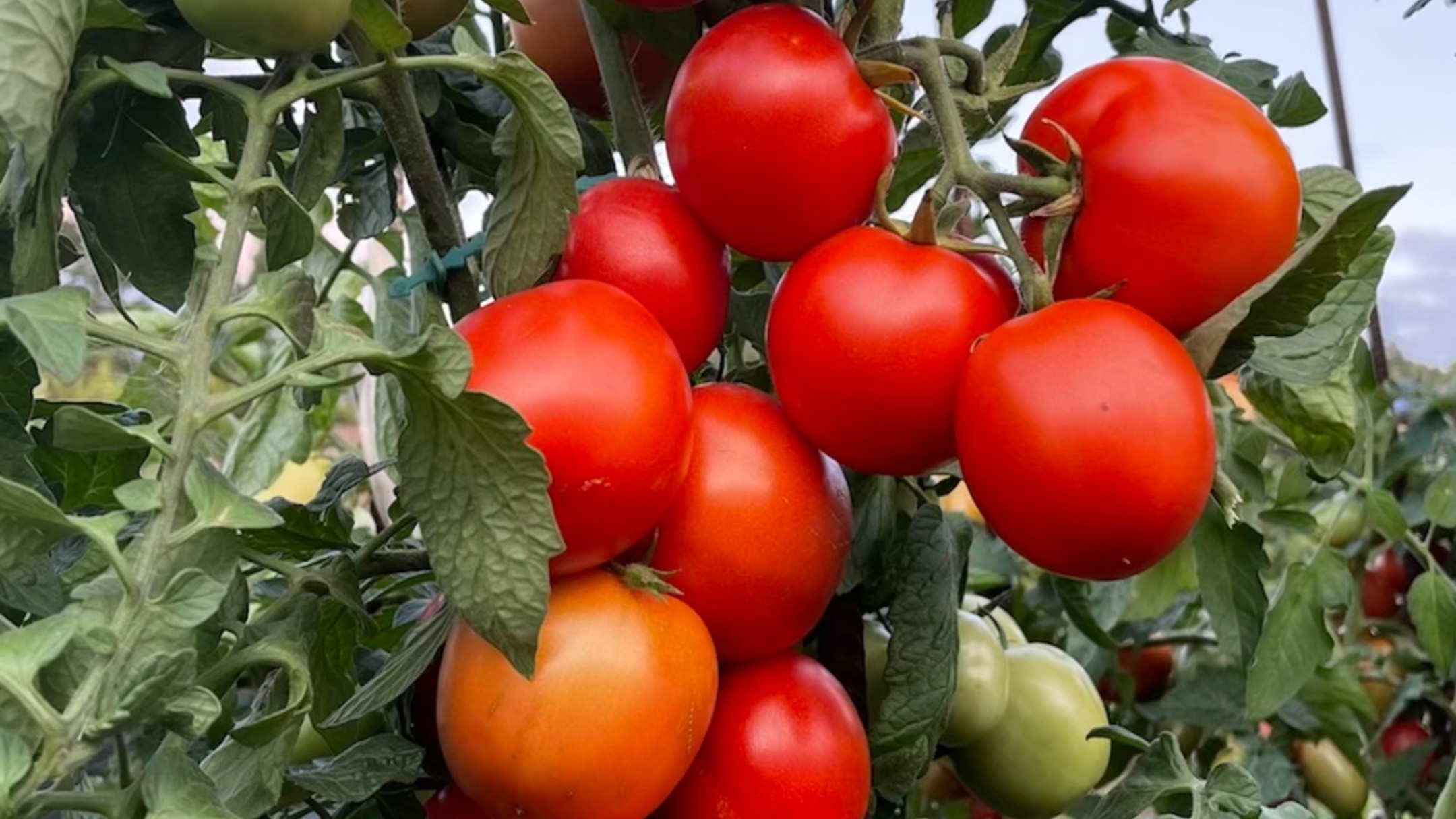 Высокоурожайные, крупноплодные ТОМАТЫ для 2025 сезона! - HD 1080p