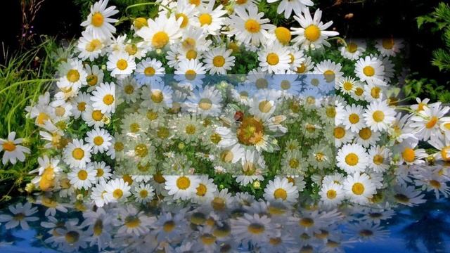 Ромашки (вариация 6)