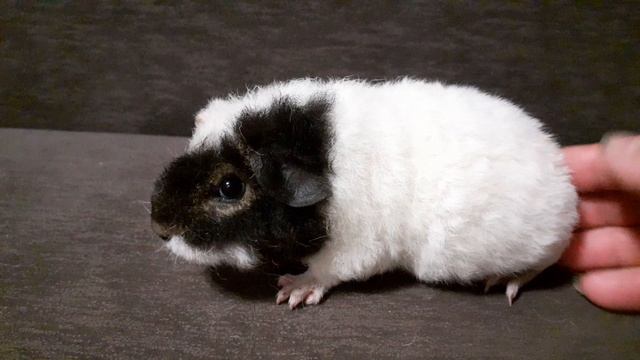 американский тедди белый/чёрный оттер из питомника ZLATO VLASKA