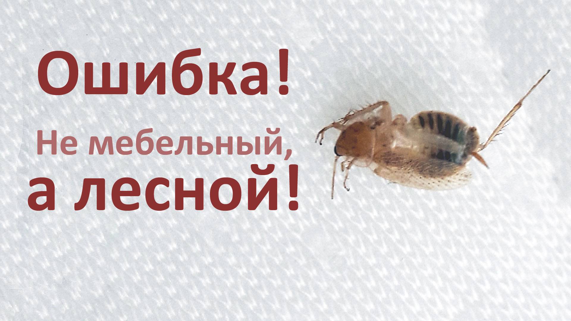 Лесные тараканы Ectobius в доме в Германии: бледный таракан, лапландский, или таракан Бернштейна?