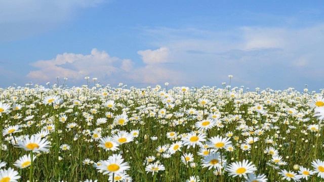 Ромашки (вариация 3)