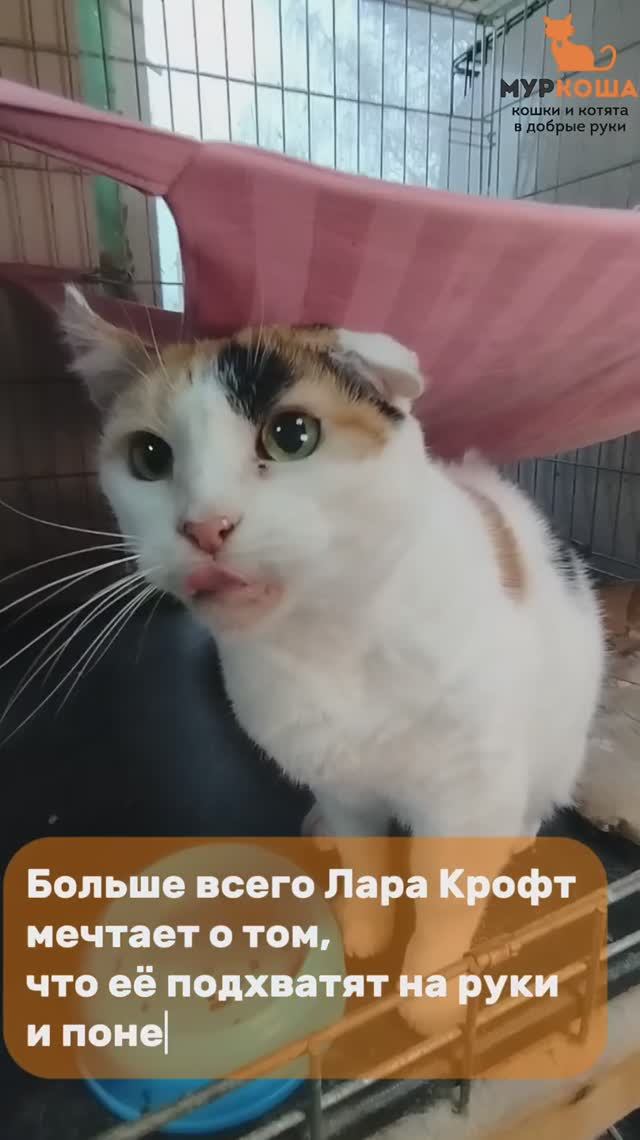 Лара Крофт (уже дома)