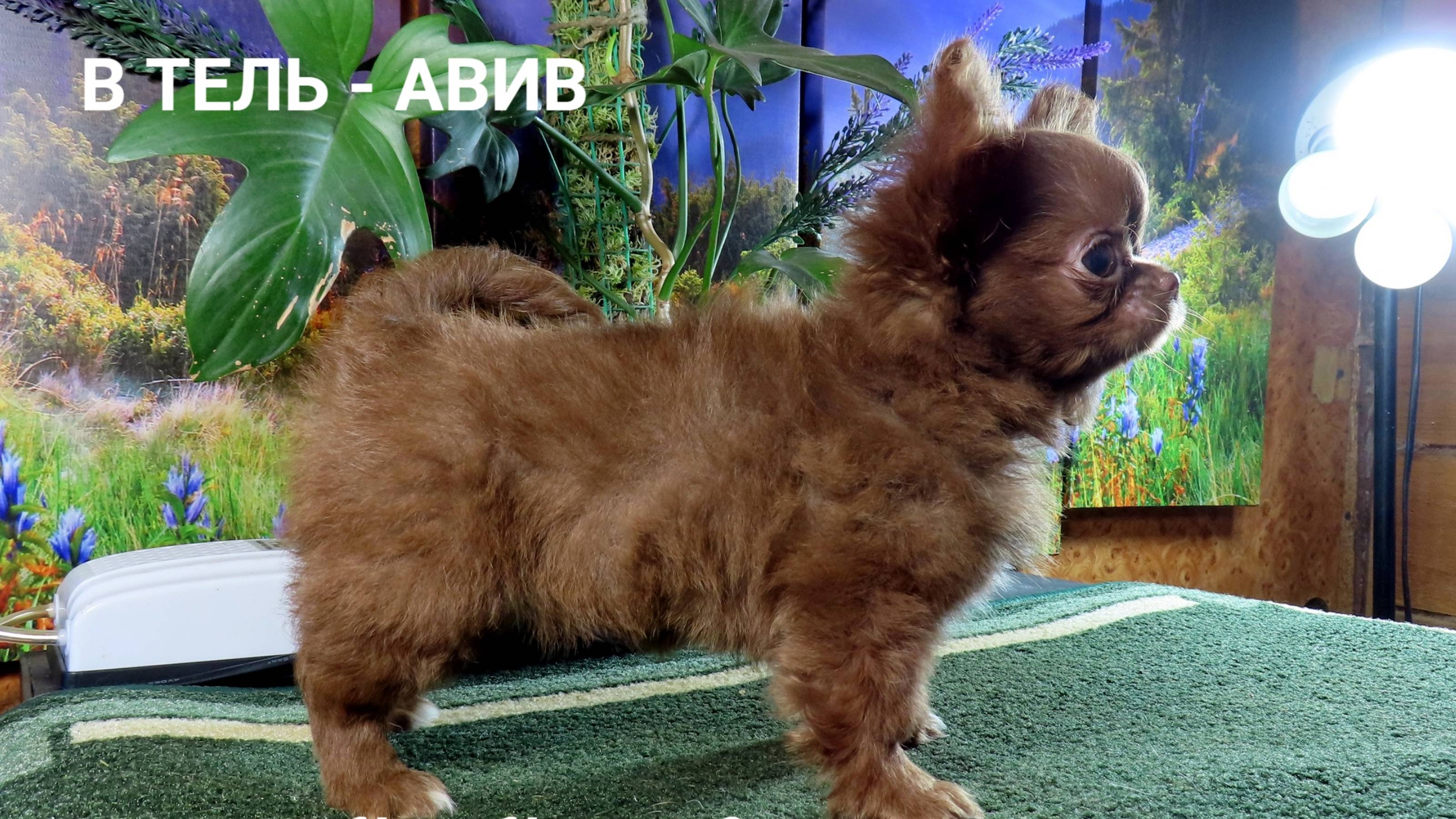 ПРОВОЖАЕМ Сонтану в НОВЫЙ дом в Тель - Авив 25.01.25 #купитьчихуахуа 89215950848 #продажачихуахуа